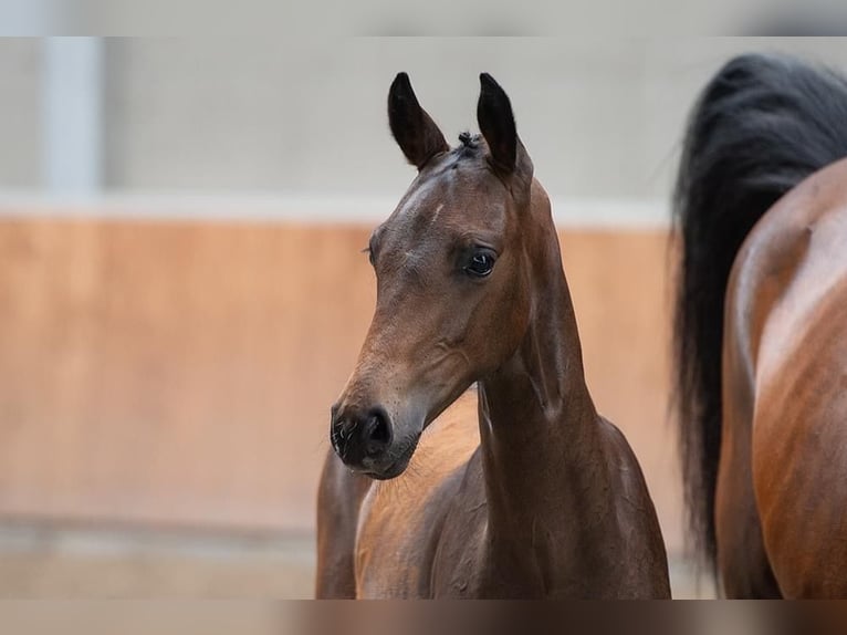 Oldenburgo Caballo castrado 2 años 172 cm Castaño oscuro in Blunk