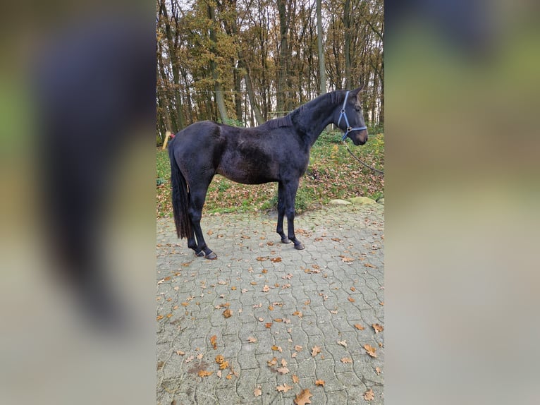 Oldenburgo Caballo castrado 2 años 172 cm Castaño oscuro in Lindern (Oldenburg)