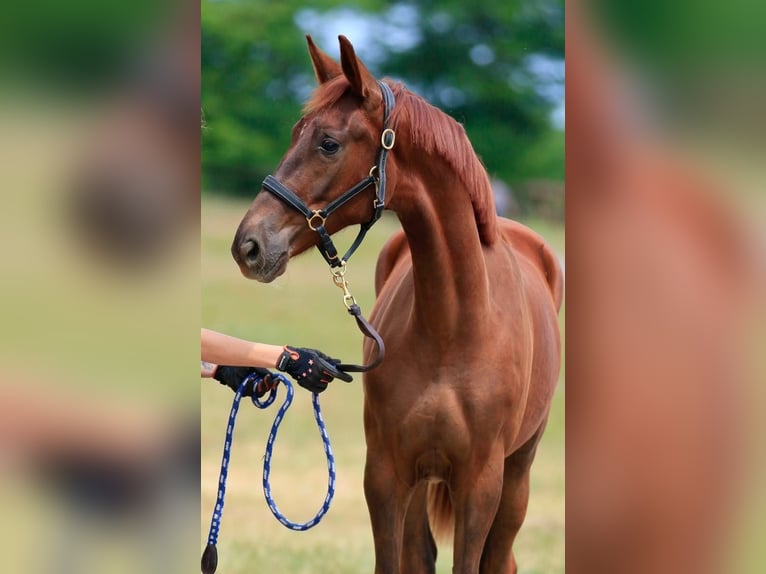 Oldenburgo Caballo castrado 2 años 175 cm Alazán-tostado in Бистриївка