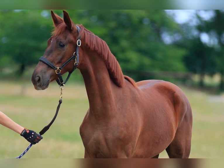 Oldenburgo Caballo castrado 2 años 175 cm Alazán-tostado in Бистриївка