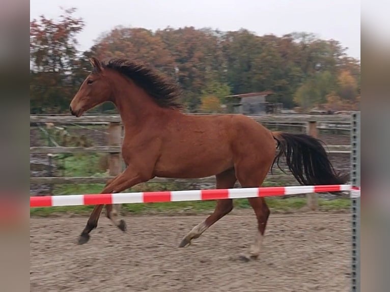 Oldenburgo Caballo castrado 2 años Castaño in Damme