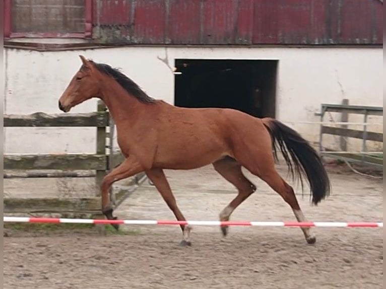 Oldenburgo Caballo castrado 2 años Castaño in Damme