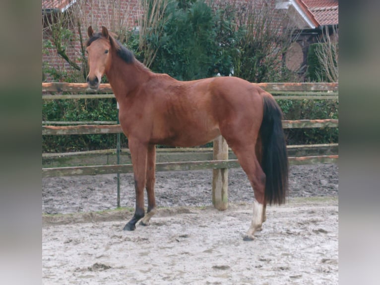 Oldenburgo Caballo castrado 2 años Castaño in Damme