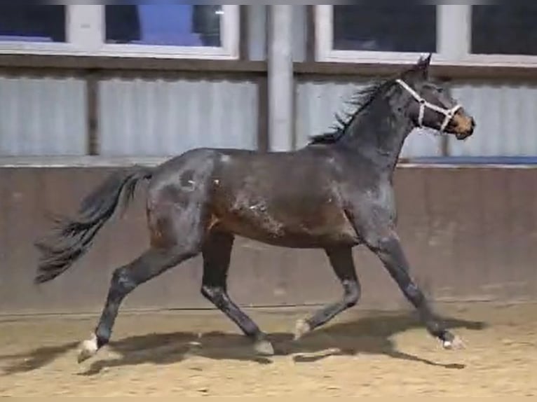 Oldenburgo Caballo castrado 2 años Castaño oscuro in Dortmund