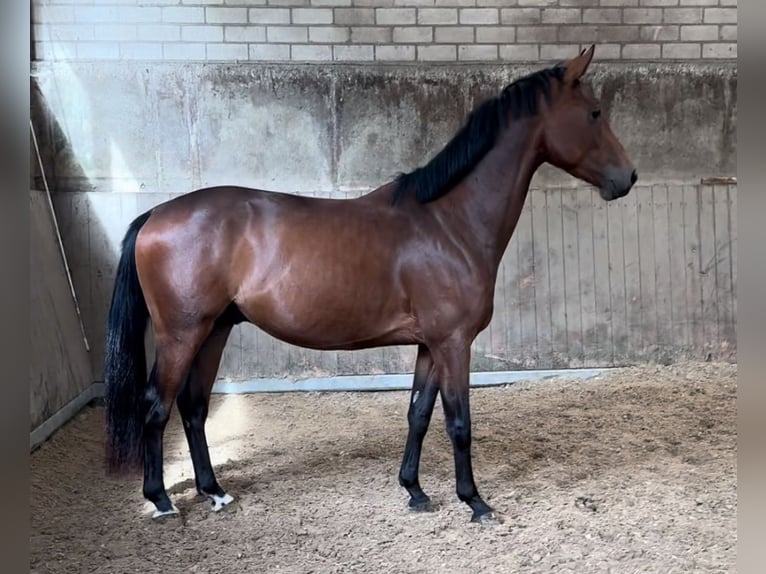 Oldenburgo Caballo castrado 3 años 156 cm Castaño in Kürten