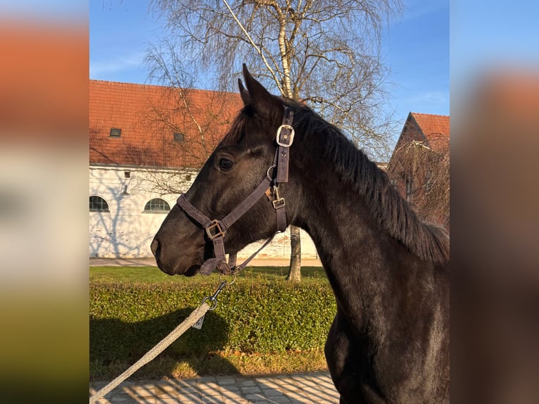 Oldenburgo Caballo castrado 3 años 156 cm Negro in Redefin