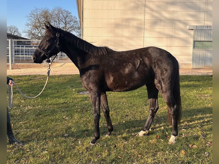 Oldenburgo Caballo castrado 3 años 156 cm Negro in Redefin