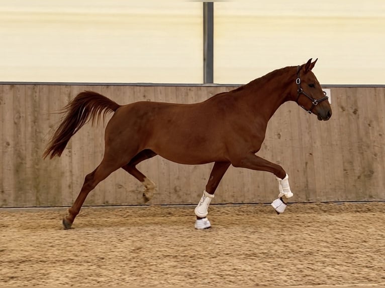 Oldenburgo Caballo castrado 3 años 160 cm Alazán-tostado in Schönthal