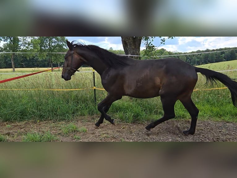 Oldenburgo Caballo castrado 3 años 160 cm Castaño oscuro in Schieder-Schwalenberg