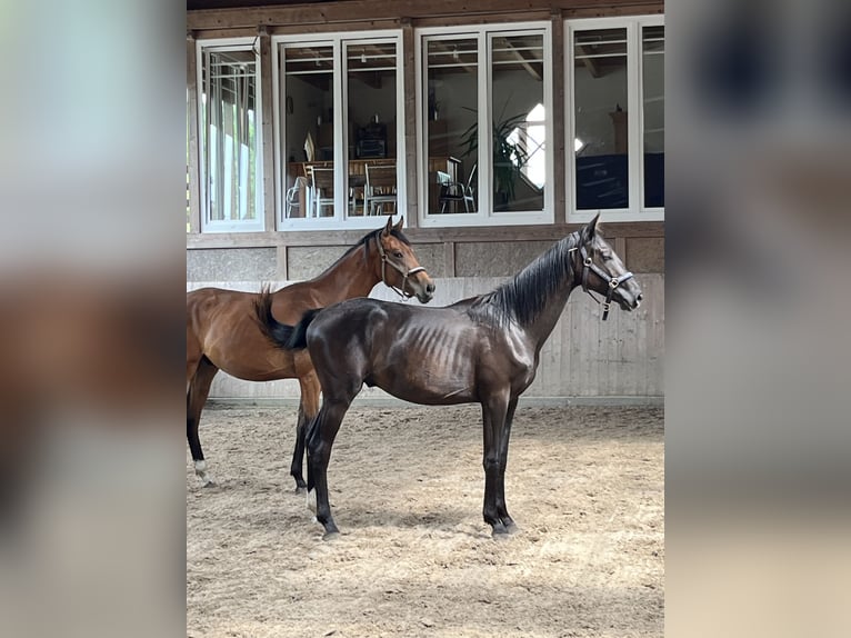 Oldenburgo Caballo castrado 3 años 162 cm Castaño in Ibbenbüren