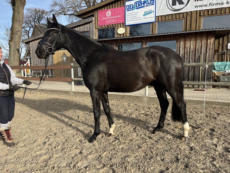Oldenburgo Caballo castrado 3 años 162 cm Negro in Osnabr&#xFC;ck