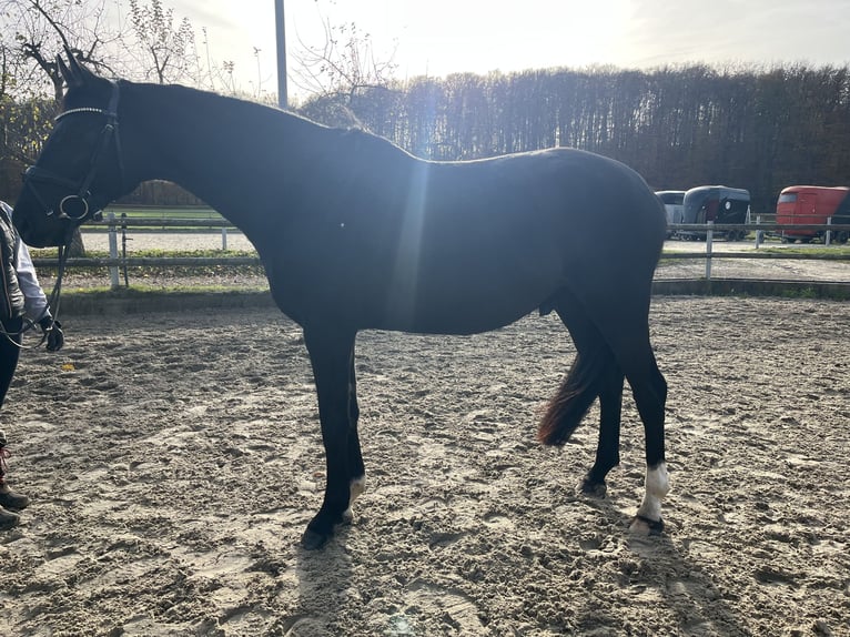 Oldenburgo Caballo castrado 3 años 162 cm Negro in Osnabr&#xFC;ck