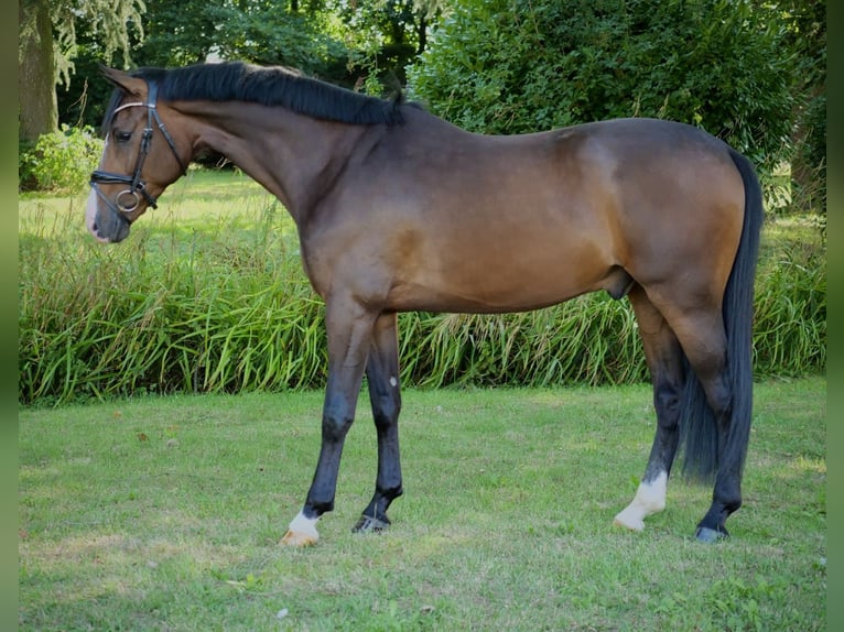 Oldenburgo Caballo castrado 3 años 163 cm Castaño in Duisburg