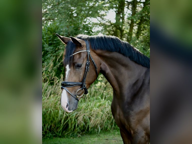 Oldenburgo Caballo castrado 3 años 163 cm Castaño in Duisburg