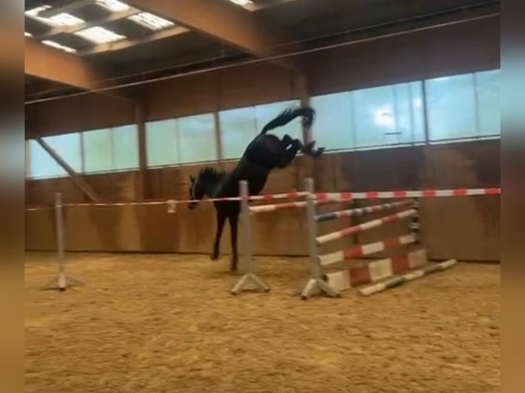 Oldenburgo Caballo castrado 3 años 163 cm Morcillo in Heistenbach