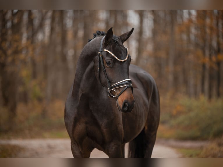 Oldenburgo Caballo castrado 3 años 163 cm Morcillo in Wehringen