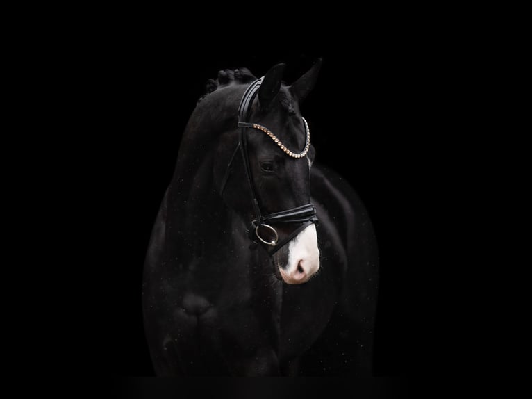 Oldenburgo Caballo castrado 3 años 163 cm Negro in Wehringen