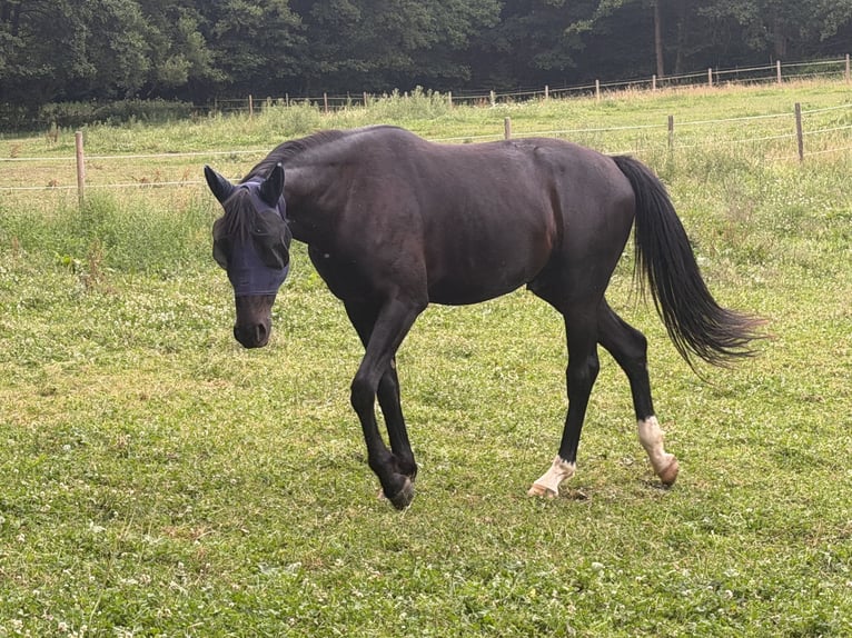 Oldenburgo Caballo castrado 3 años 163 cm Negro in Buch