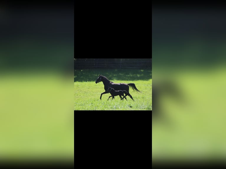 Oldenburgo Caballo castrado 3 años 163 cm Negro in Buch