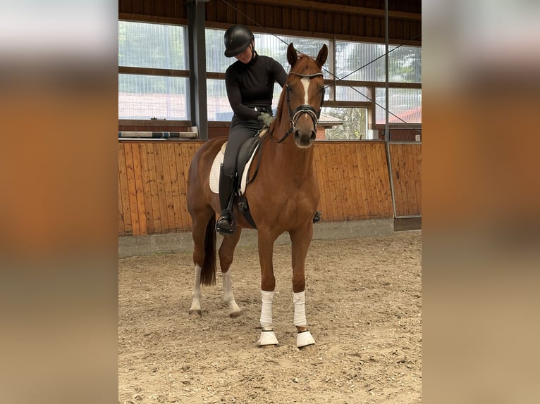 Oldenburgo Caballo castrado 3 años 164 cm Alazán in Barver