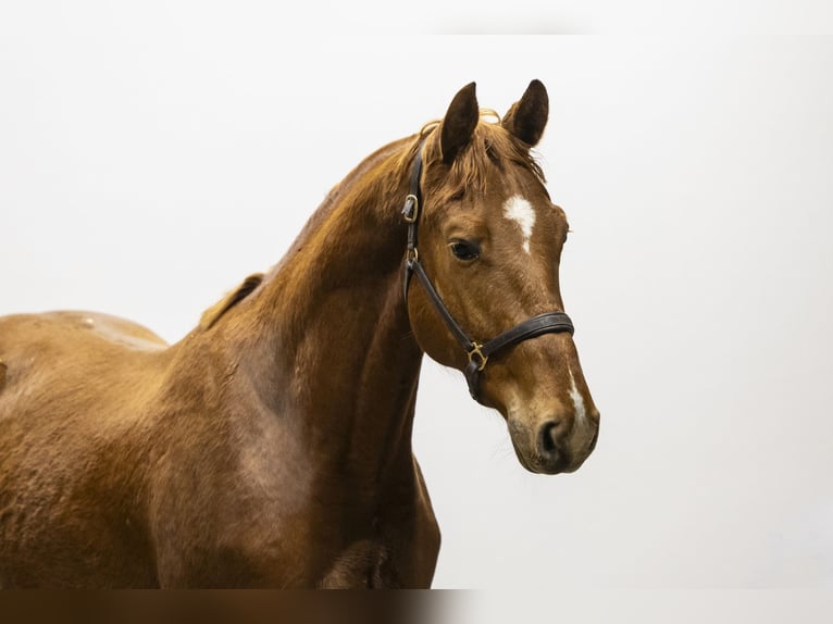 Oldenburgo Caballo castrado 3 años 164 cm  in Waddinxveen