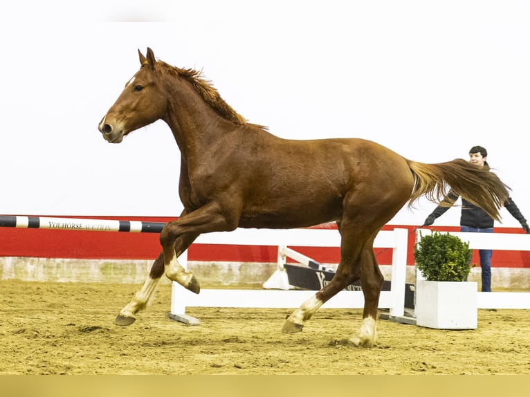 Oldenburgo Caballo castrado 3 años 164 cm  in Waddinxveen