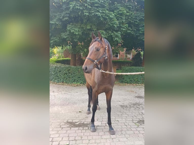 Oldenburgo Caballo castrado 3 años 164 cm Castaño in Havelaue
