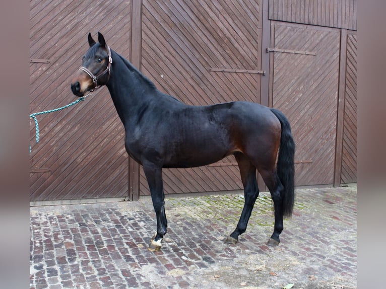 Oldenburgo Caballo castrado 3 años 164 cm Castaño oscuro in Garrel