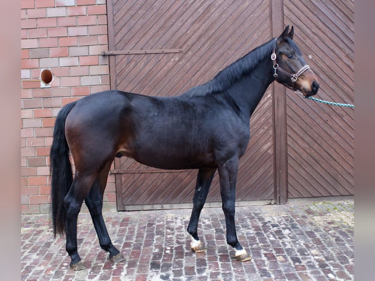 Oldenburgo Caballo castrado 3 años 164 cm Castaño oscuro in Garrel