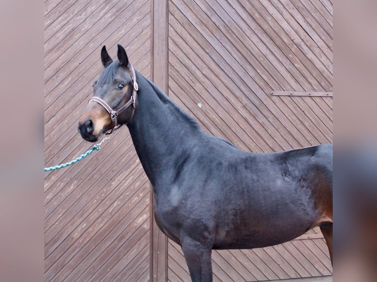 Oldenburgo Caballo castrado 3 años 164 cm Castaño oscuro in Garrel