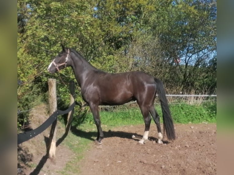 Oldenburgo Caballo castrado 3 años 164 cm Morcillo in Viöl