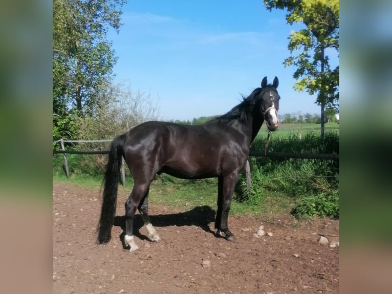 Oldenburgo Caballo castrado 3 años 164 cm Morcillo in Viöl