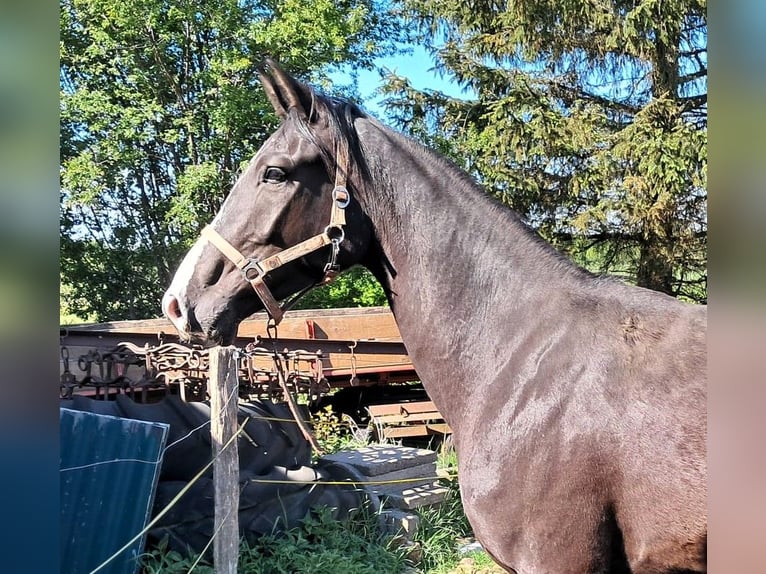 Oldenburgo Caballo castrado 3 años 164 cm Morcillo in Viöl