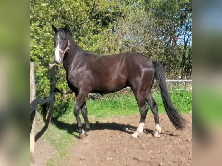 Oldenburgo Caballo castrado 3 años 164 cm Morcillo in Viöl