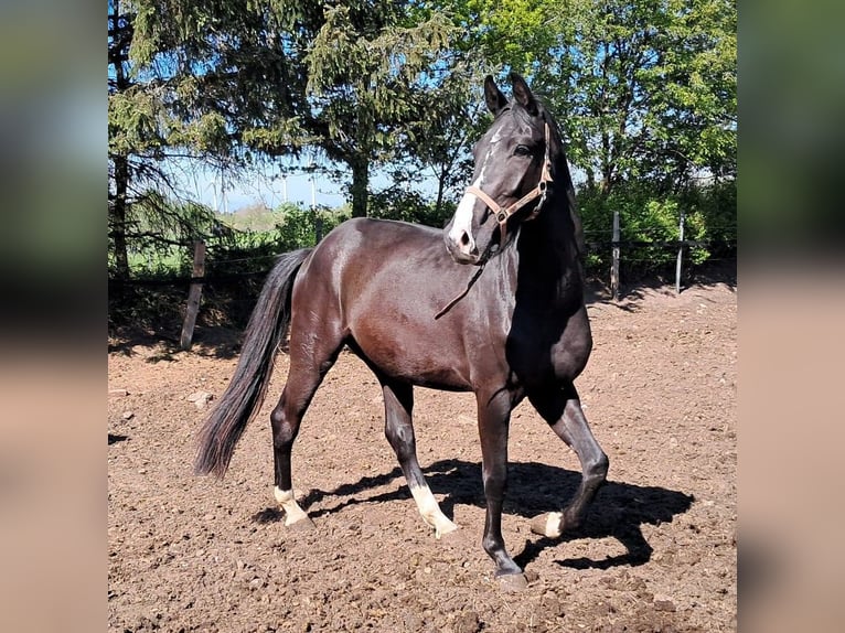Oldenburgo Caballo castrado 3 años 164 cm Morcillo in Viöl