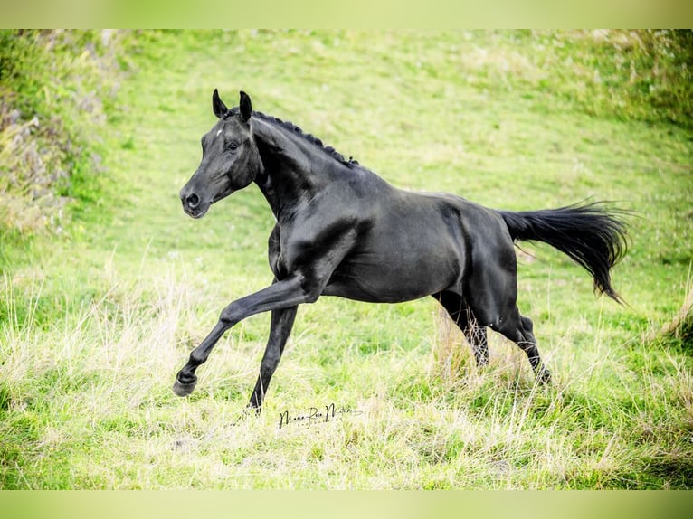 Oldenburgo Caballo castrado 3 años 164 cm Negro in Ober-Ramstadt