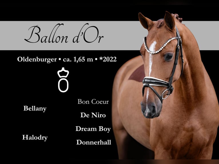 Oldenburgo Caballo castrado 3 años 165 cm Alazán in Wehringen