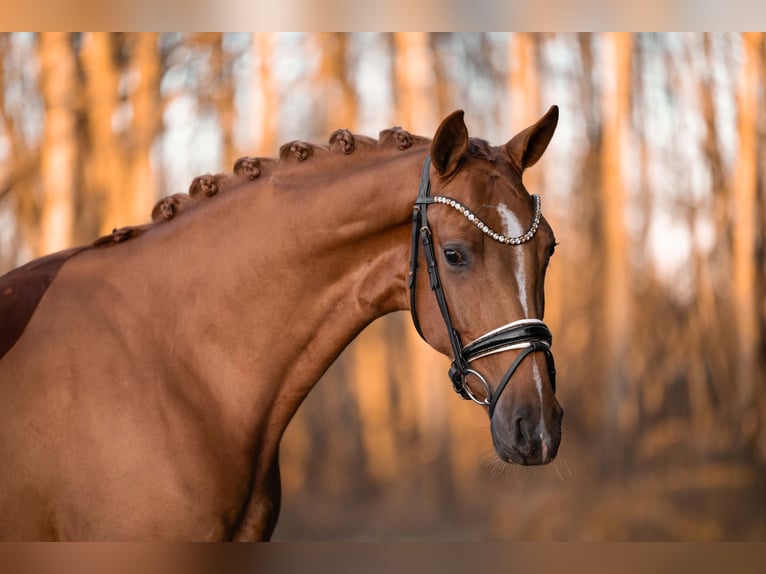 Oldenburgo Caballo castrado 3 años 165 cm Alazán in Wehringen