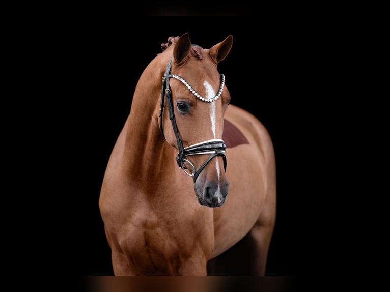 Oldenburgo Caballo castrado 3 años 165 cm Alazán in Wehringen