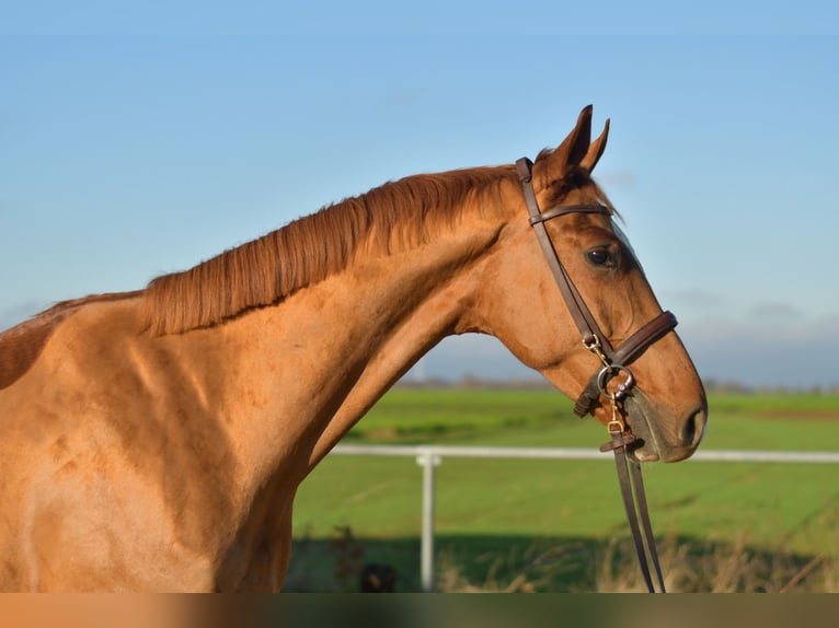 Oldenburgo Caballo castrado 3 años 165 cm Alazán in Geilenkirchen