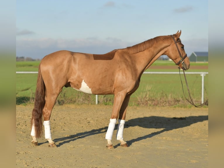 Oldenburgo Caballo castrado 3 años 165 cm Alazán in Geilenkirchen