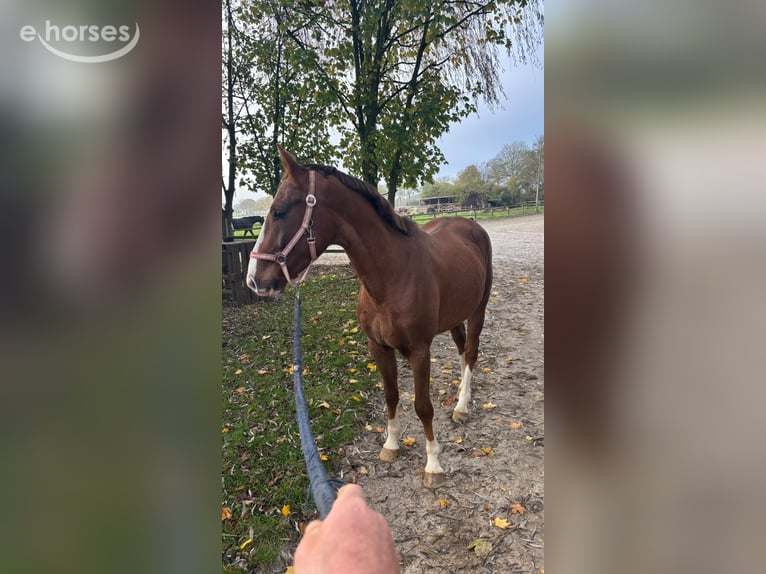 Oldenburgo Caballo castrado 3 años 165 cm Alazán-tostado in Vechta