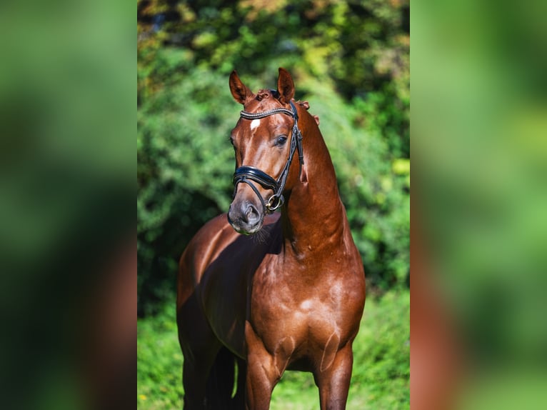 Oldenburgo Caballo castrado 3 años 165 cm Alazán-tostado in Krimpen aan den IJssel
