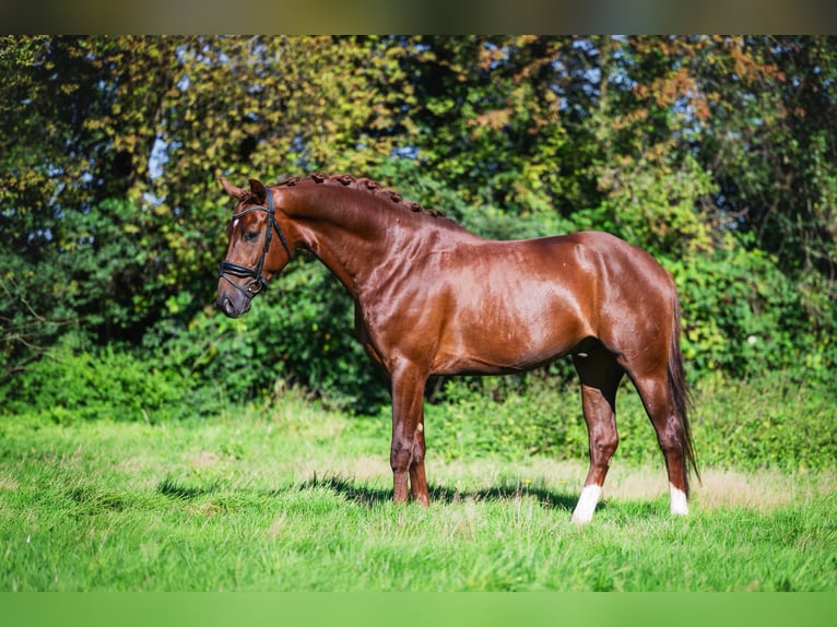 Oldenburgo Caballo castrado 3 años 165 cm Alazán-tostado in Krimpen aan den IJssel