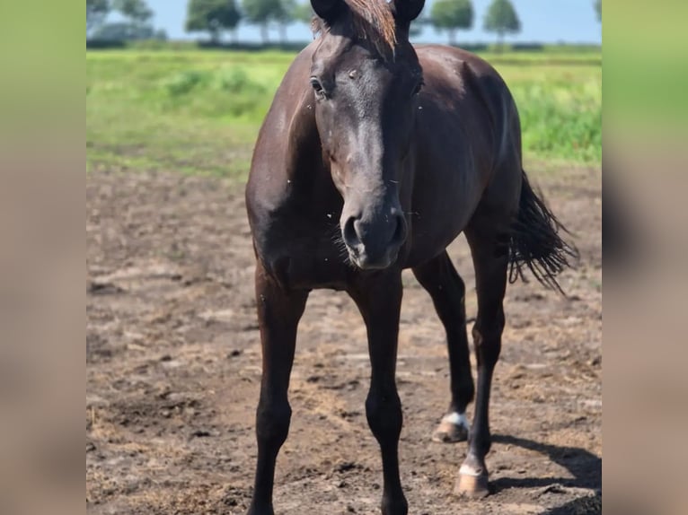 Oldenburgo Caballo castrado 3 años 165 cm Negro in Mühlenberge