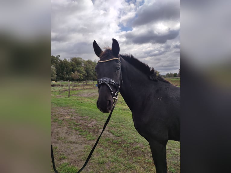 Oldenburgo Caballo castrado 3 años 165 cm Negro in Mühlenberge