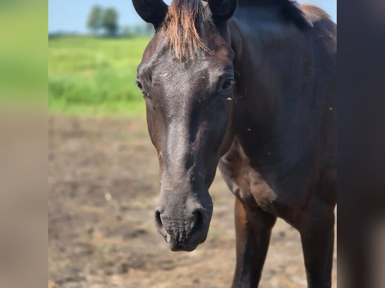 Oldenburgo Caballo castrado 3 años 165 cm Negro in Mühlenberge