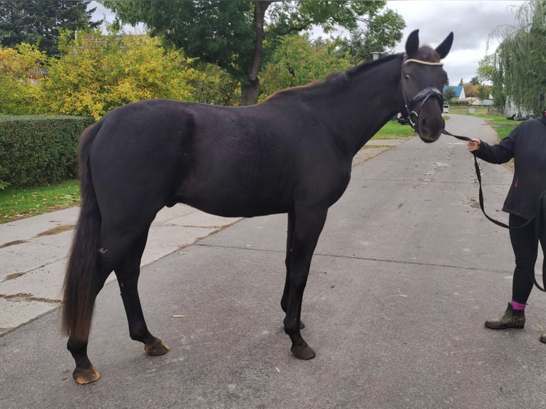 Oldenburgo Caballo castrado 3 años 165 cm Negro in Mühlenberge