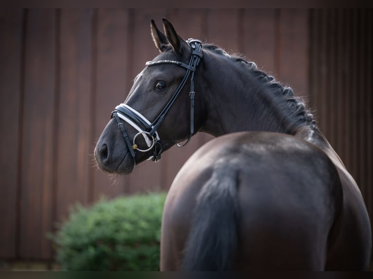 Oldenburgo Caballo castrado 3 años 165 cm Negro in Bramsche