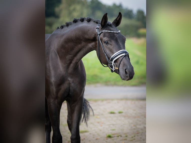 Oldenburgo Caballo castrado 3 años 165 cm Negro in Bramsche